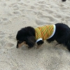 先日、愛犬と虹ケ浜に散歩にお出かけしました。
虹ケ浜までの道中愛犬が散歩に行けるととても喜んでいたのですが・・・
お散歩滞在時間わずか5分でした・・・   寒いから帰りたいと・・・
少しだけ悲しく思った一日でした・・・