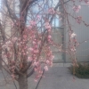 先日の出来事!

仕事で下松図書館の前を通ったときですが、なんと、桜が咲いている…(￣0￣;)