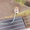 「毛玉の会と野犬とわたし」の画像です。