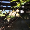 ブルーベリーの花が咲いていました。