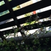 「ブルーベリーの花」の画像です。
