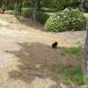 黒猫ちゃん発見❗❗❗❗❗❗

ゴールデンウィークに我が家のわんことお出掛けしました。
高速道路のハービスエリアでわんこと散歩していると黒猫ちゃんを発見❗❗

わんこがしっぽを振って忍び足・・・・・・が
黒猫ちゃん逃走・・・・・・

一緒に遊びたかったのかな❔❔❔