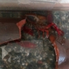 朝ザリガニを見てみると1匹脱皮中。ザリガニは脱皮した殻を自分で食べるそうでしばらくそのまま。
2日たっても動かずそのままだったので、おかしいと思いよく見ると、脱皮の途中で力尽き死んでいました。子供と花壇に埋めました。何も言わなかったら、花を植え替える妻がビックリするので一応報告。
あと一匹のザリガニには長生きしてほしい。