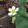 いちごの花が咲きました。

ちょっと小ぶりな花です。
ちょっとこぶりな実がなるのかな?。。。