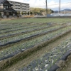 「なんの芽だ?」の画像です。