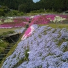 大道理の芝桜を見に行ってきました (*^▽^*)
私の毎年の楽しみですー✨今年もとてもキレイに咲いてて癒されました(//∇//)