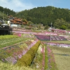 「芝桜(*^^*)」の画像です。