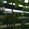 「私のちいさなプチ菜園 パート4」の画像です。