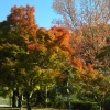 紅葉が綺麗な季節になりましたね(^ー^)
まだ早いかなーって思いながら、米泉湖の紅葉を見に行ってきました(*^^*)
ちょうど見頃でこの日はポカポカ陽気でとても気持ちヨカッタです(*´∀`)