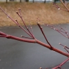 わが家の庭には、種類の異なる8本の樹木が植わっている。
立春を過ぎても、まだまだ寒くて凍えそうな朝だが、ふと、庭の方に目をやると、今年も木々たちが、新しい芽を息吹いている。