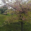 笠戸島の河津桜(*ノ▽ノ)
見に行こうと予定を立てると……雨o(T□T)o
ずっと延期にしてたんですがもう待てず、この日は雨降る中見に行ってきました✨半分は葉っぱになっちゃってましたが、キレイな河津桜を見ることができました(*´∀`)♪
ここ最近の強風で河津桜は散ってしまったかな(TT)?
今から咲く桜もまた楽しみですね✨
お花見シーズンになりますねー✨飲みすぎには気を付けましょー(*^▽^)