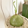 「玉ねぎ??」の画像です。