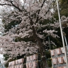 「地鎮祭in春爛漫」の画像です。