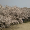 今年は満開の桜が新学期始まるまでもってくれてて、長い間見ることができましたね(*´∀`)♪