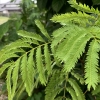 「水やり」の画像です。