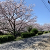 土地を選ぶときに重要な項目の一つに「周辺環境」があると思います。

風景であったり騒音であったり様々ありますが、現在売り出し中のこの土地はまさに周辺環境に優れていると思います。

美里町という利便性の高い地域にありながら、車通りの多くない道路に接しているため騒音は
特に気になりません。

しかも目の前には平田川が流れ、春は桜並木がとても綺麗で、ご近所の方のお話によると初夏には蛍も舞うそうです。