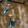 「西緑地公園」の画像です。