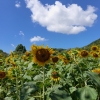 夏の終わり、綺麗な向日葵が咲いていました✨

天気も良く、過ごしやすい気候でのんびりした時間を過ごす事ができました。