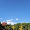 「紅葉～(^○^)」の画像です。