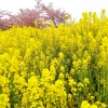 この前のお休みの日に、笠戸島へ行ってきました(^○^)
菜の花はもう咲き終わりの頃でしたが、河津桜は満開でたくさんのウグイスが蜜をすいにきていました(^-^)