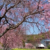 今年は長い間桜を楽しむ事ができましたね。

いろんな場所に桜を見に行く事ができました(*^-^*)

おススメの桜の名所はありますか(^^?