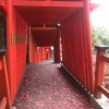 「紅葉を見に」の画像です。