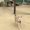 我が家の愛犬はお散歩が大の苦手…。

車に乗るのは大好き❤

連れてこられたのはソレーネの反対側のドッグラン