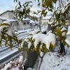 相変わらず寒い日が続いていますが
お元気でお過ごしでしょうか。

去年の夏から中断していた夜の散歩を
なぜか外がものすごく寒くなってから
再開した てんちょう です。

前回のお休みは大雪で何もできず
ずっとお家にこもってました。