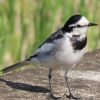 我が家の庭の植木には、季節を問わず、色んな種類の野鳥がやって来る。

しかし、この時期は特別で、やって来る野鳥は、ほとんどオス、メスのつがいでやって来る。
産卵時期の3月、4月の準備で、野鳥達は、パートナーづくりの恋の季節だ。