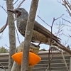 先のブログで、私の庭に遊びに来てくれる野鳥のために、せっせと毎日、餌付けをする様子をアップしていたが、
今回、悲劇を招いてしまった。