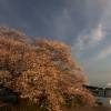 「ohanami」の画像です。