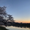 「ohanami」の画像です。