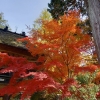 「紅葉」の画像です。