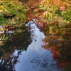 紅葉の綺麗な季節ですね✨
COLeの事務所近く、徳山駅前の通りはいちょうの葉が綺麗な黄色に色づいています～