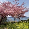 お天気が良いと過ごしやすい気候になってきましたね。

笠戸島の河津桜、見に行かれた方が多いのではないでしょうか(^○^)?
今年も綺麗に大きな桜の花が咲いてました✨