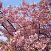 「河津桜」の画像です。