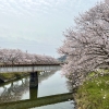 桜が満開になって春が来ましたね!

末武川沿いの桜も見頃を迎えてます。

今年は暖冬だったので早いかと思ってましたが、むしろ平年より遅いぐらいで驚きです。

そのかわり入学式に間に合いそうなので、素敵な写真が撮れそうですね。

今週の水曜までもってくれれば私もお花見ができるのですが。

明日は雨予報、これは厳しいかもです…