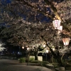 「SAKURA」の画像です。