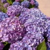 「梅雨の花」の画像です。