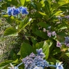 「梅雨の花」の画像です。
