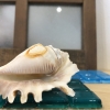 耳をすませば…
