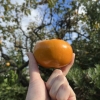 収穫