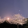 「棟上げと 夜桜とピンクムーンと。。。」の画像です。