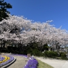 「桜をさがしてⅡ」の画像です。