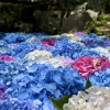 「紫陽花」の画像です。