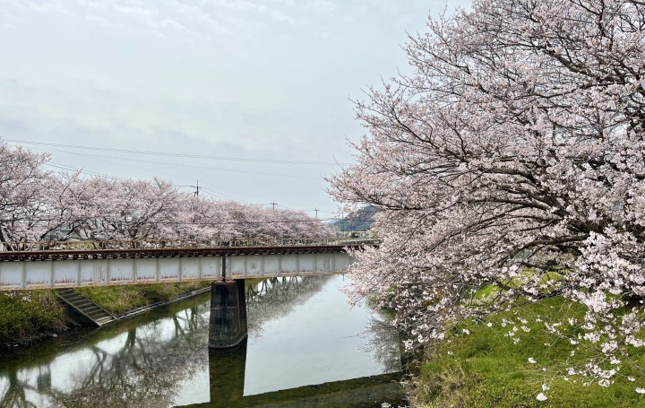 桜が満開になって春が来ましたね!

末武川沿いの桜も見頃を迎えてます。

今年は暖冬だったので早いかと思ってましたが、むしろ平年より遅いぐらいで驚きです。

そのかわり入学式に間に合いそうなので、素敵な写真が撮れそうですね。

今週の水曜までもってくれれば私もお花見ができるのですが。

明日は雨予報、これは厳しいかもです…